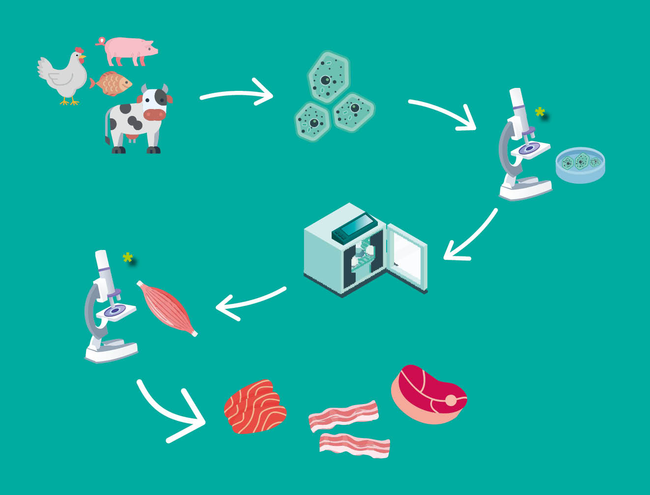 Cell-based-food-process